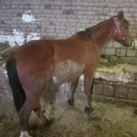 اسب اخته|اسب و تجهیزات اسب‌سواری|سیلوانه, |دیوار