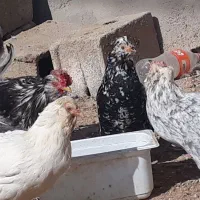 مرغ وخروس گلین|حیوانات مزرعه|بروجن, |دیوار