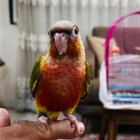 جوجه گیرینچیک دستی شاه تخم