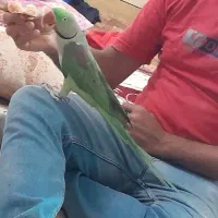 طوطی ،پرنده