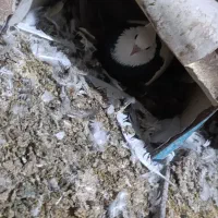 کبوتر|پرنده|خوسف, |دیوار