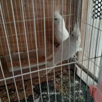 عروس هلندی آلبینو|پرنده|تربتحیدریه, طالقانی|دیوار