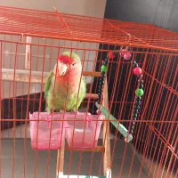 طوطی برزیلی