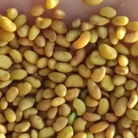 عرضه کننده بذریونجه کل کشور ایرانی و خارجی