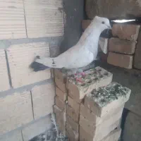 دم سبز ،یهودی سیاه ،دوکت سیاه المانی|پرنده|شوشتر, |دیوار