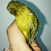 قناری سبز زیتونی|پرنده|شیراز, کرونی(خاتونک)|دیوار