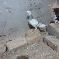 ماده هفرنگ|پرنده|بوئین زهرا, |دیوار