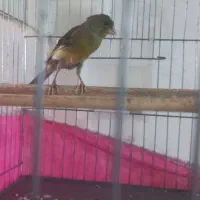 قناری نر|پرنده|قم, شهر قائم|دیوار