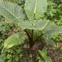 آگهی گل یوکا و سیکاس و‌بابا آدم در همه ابعاد|گل و گیاه طبیعی|رویان, |دیوار