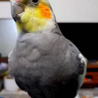 جفت عروس هلندی با لوازم