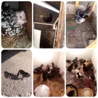 اردک اسرائیل، مرغ و خروس و جوجه گلین.    مامونیه