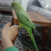 طوطی ملنگو|پرنده|امیدیه, |دیوار