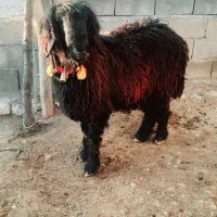 دوتا میش ویک عدد قوچ|حیوانات مزرعه|دهدشت, |دیوار