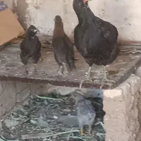 فروش مرغ وخروس