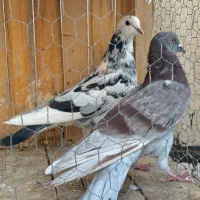 کبوتر گرفتنی|پرنده|قم, زنبیل آباد|دیوار