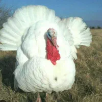 بوقلمون گوشتی فروشی