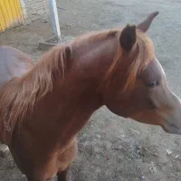 کره نریان عرب دوسر مصری