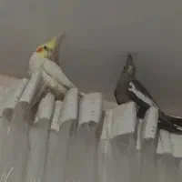 دو عدد عروس هلندی نرو ماده|پرنده|هشتگرد, خور|دیوار