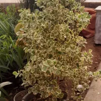 گل فیکوس|گل و گیاه طبیعی|محلات, |دیوار