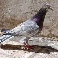شامی پولکی سینه سرخ و سیاه س ه ر ه خ ا ک