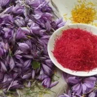 فقط ساکنین شهرک کرناچی پاک کردن زعفران