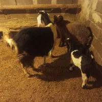 بز بزغاله  و بره نر