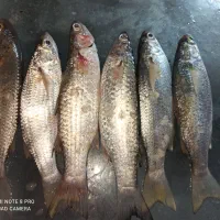 ماهی بیا کیلو 200