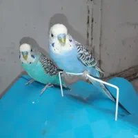 مرغ عشق