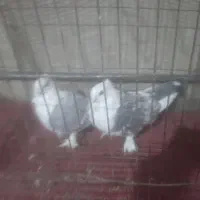 کبوتر تزیینی(چنگ موشی سینه فر)|پرنده|شیراز, درکی|دیوار