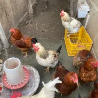 فروش خروس  لوهمن