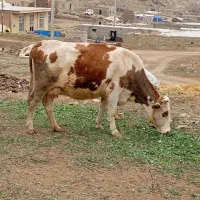 گاو|حیوانات مزرعه|خواجه, |دیوار