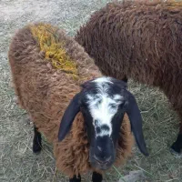 بره شال و افشار ماده