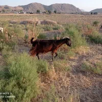 بزخوب نسبتا چاق