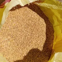 گندم|عمده‌فروشی|قلعه شاهین, |دیوار