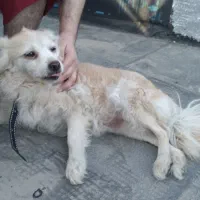 پامر اشپیز تریر