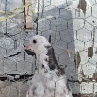 کبوترطوقی ماده