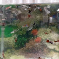 ماهی کوپی میکس درشت