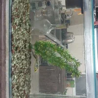 اکواریم با لوازم کامل