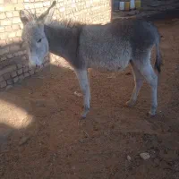 فروشی|حیوانات مزرعه|تربت جام, میان جام|دیوار