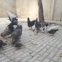 فروش تخم مرغ و مرغ و جوجه گلین