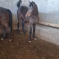 اسب مادیون ب همراه کره نر|اسب و تجهیزات اسبسواری|گلپایگان, |دیوار