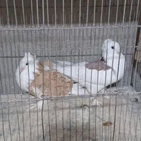 جفت مولد  ماده جکسون زرد نر دوکت سیلورکلاهدار پاپر|پرنده|آمل, |دیوار