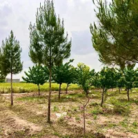باغچه هزارمتری آب برق نگهبان سند شاهنامه گوارشک