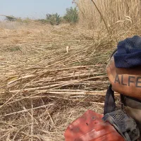 باغبانی|خدمات باغبانی و درختکاری|خرمشهر, |دیوار