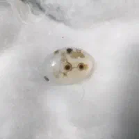 سنگ طبیعی|جواهرات|مشهد, جاهد شهر|دیوار