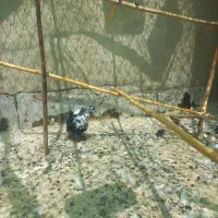 فروش کبوتر