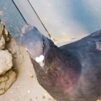 دوتا کبوتر فروشی سنگی 500و زاغ600