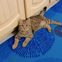 واگذاری گربه