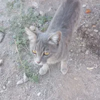 واگذاری گربه خانگی|گربه|زنجان, |دیوار