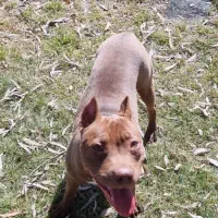 سگ پیت بول حرفه ای